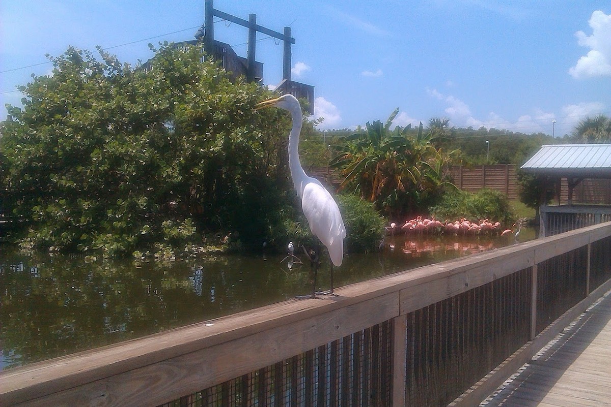 Great Egret - ML616424133