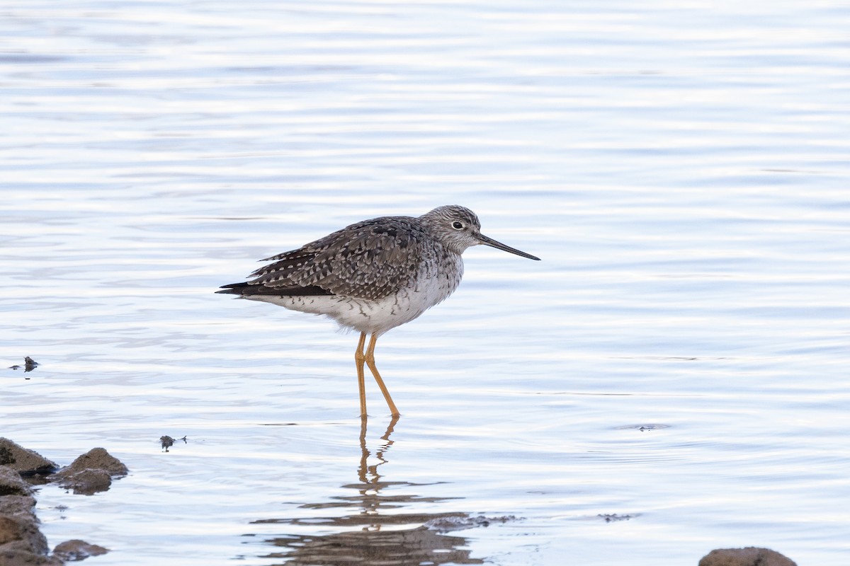 Greater Yellowlegs - Chris Benesh