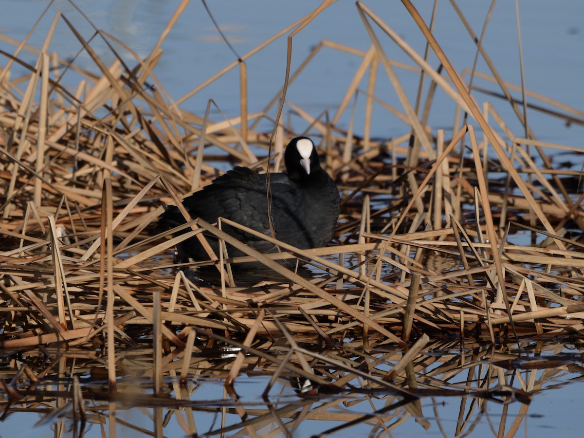 Eurasian Coot - ML616424220