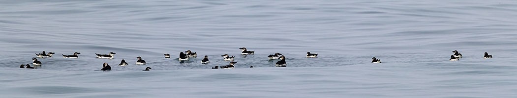 Razorbill - Kevin Wade