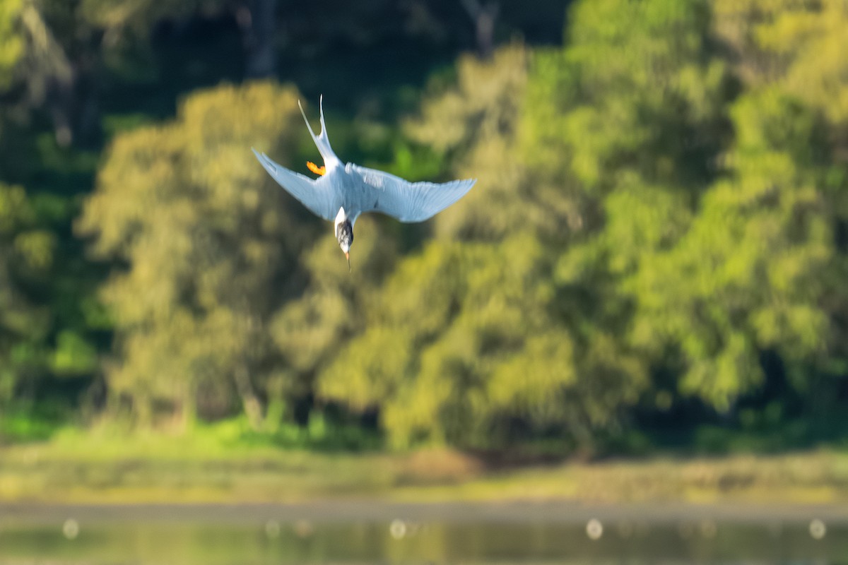 Forster's Tern - ML616424242