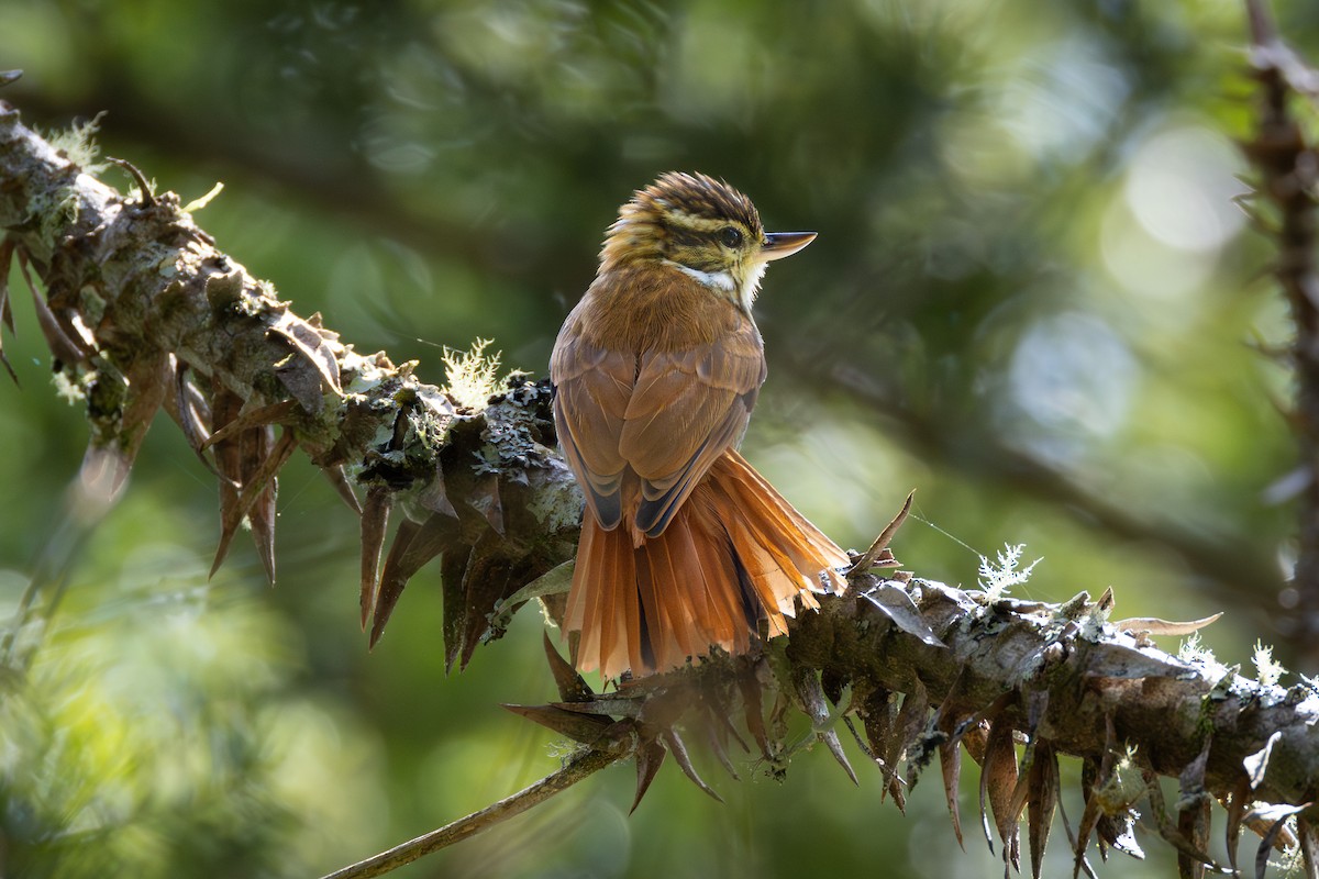 Streaked Xenops - ML616424255