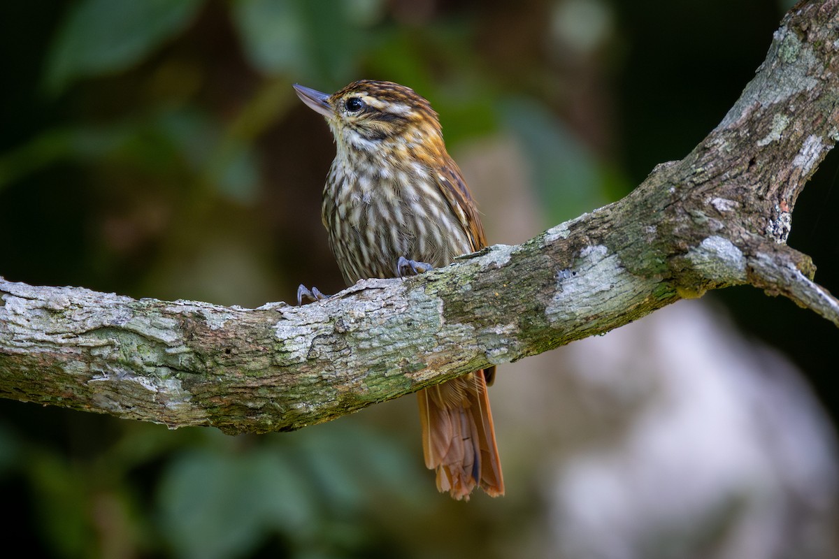 Streaked Xenops - ML616424256