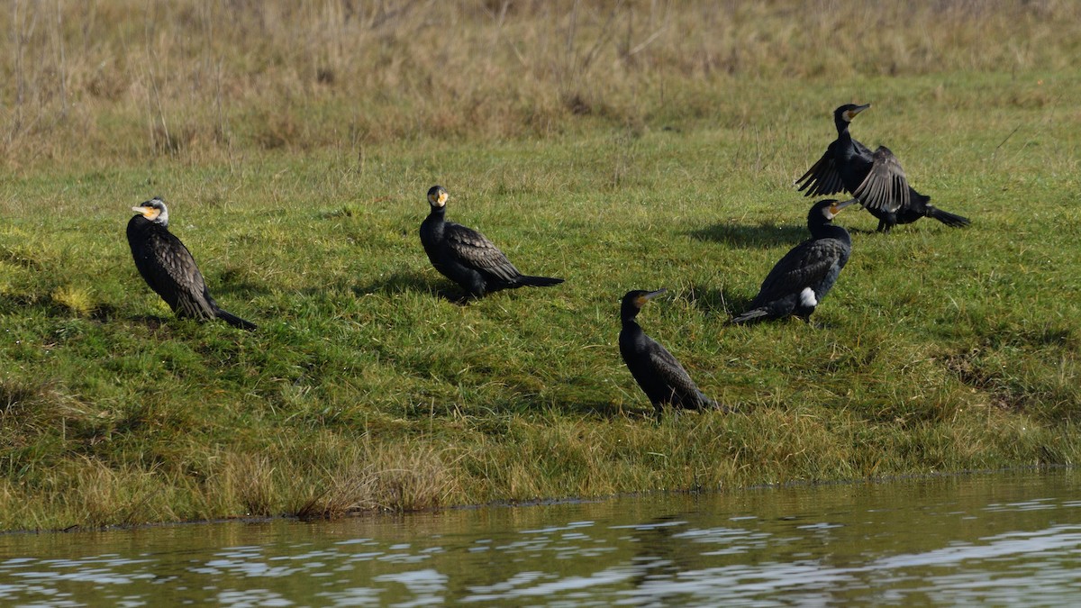 Great Cormorant - ML616424278