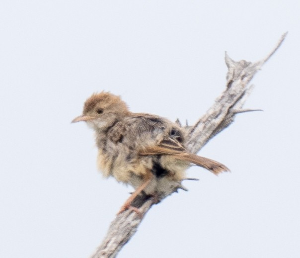 Rattling Cisticola - ML616424279