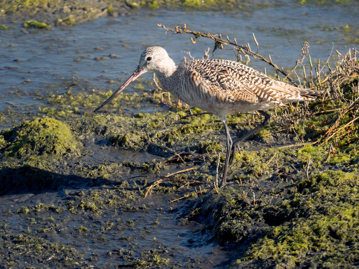 Marbled Godwit - ML616424285