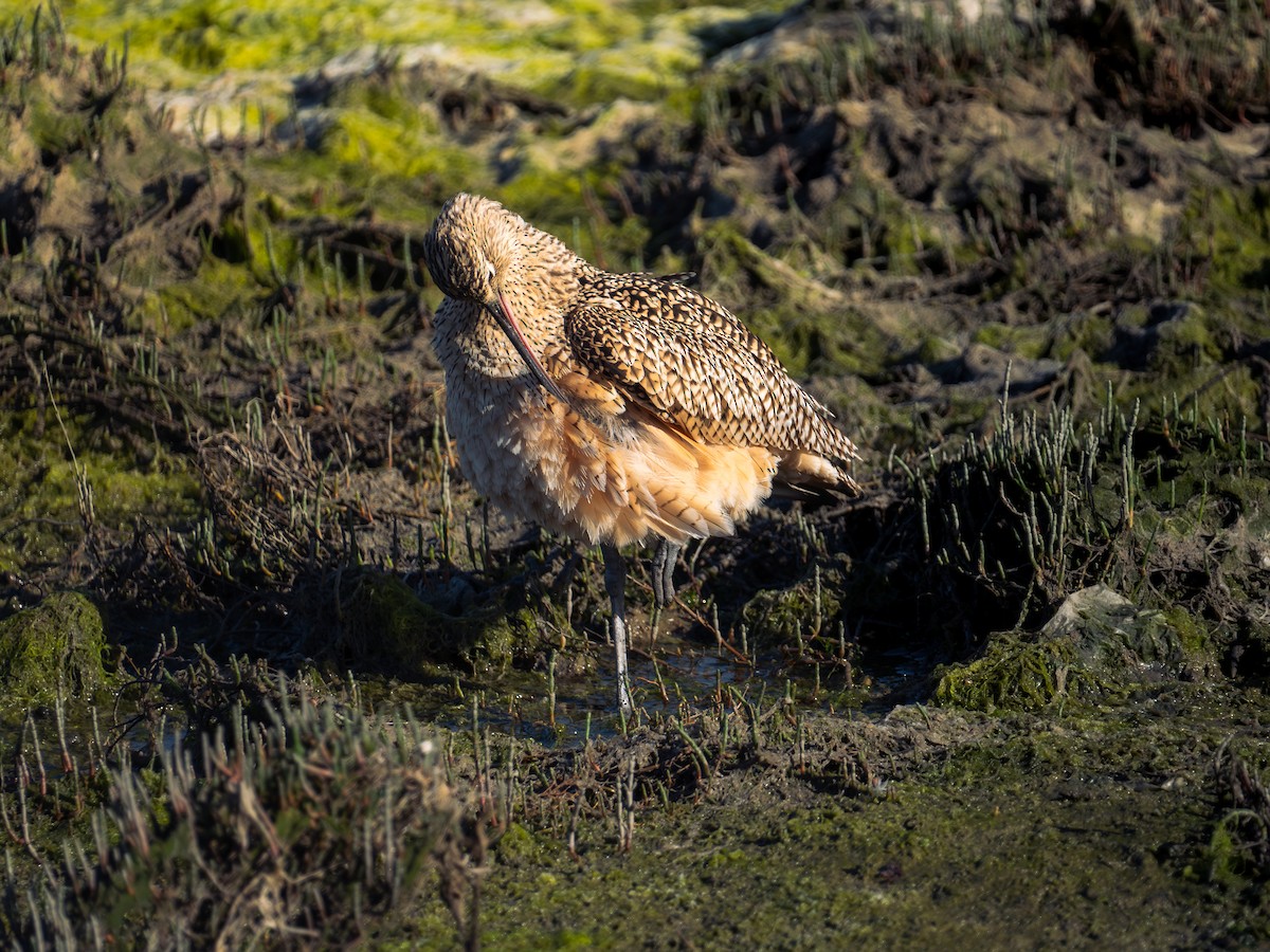 Long-billed Curlew - Richie Frerking