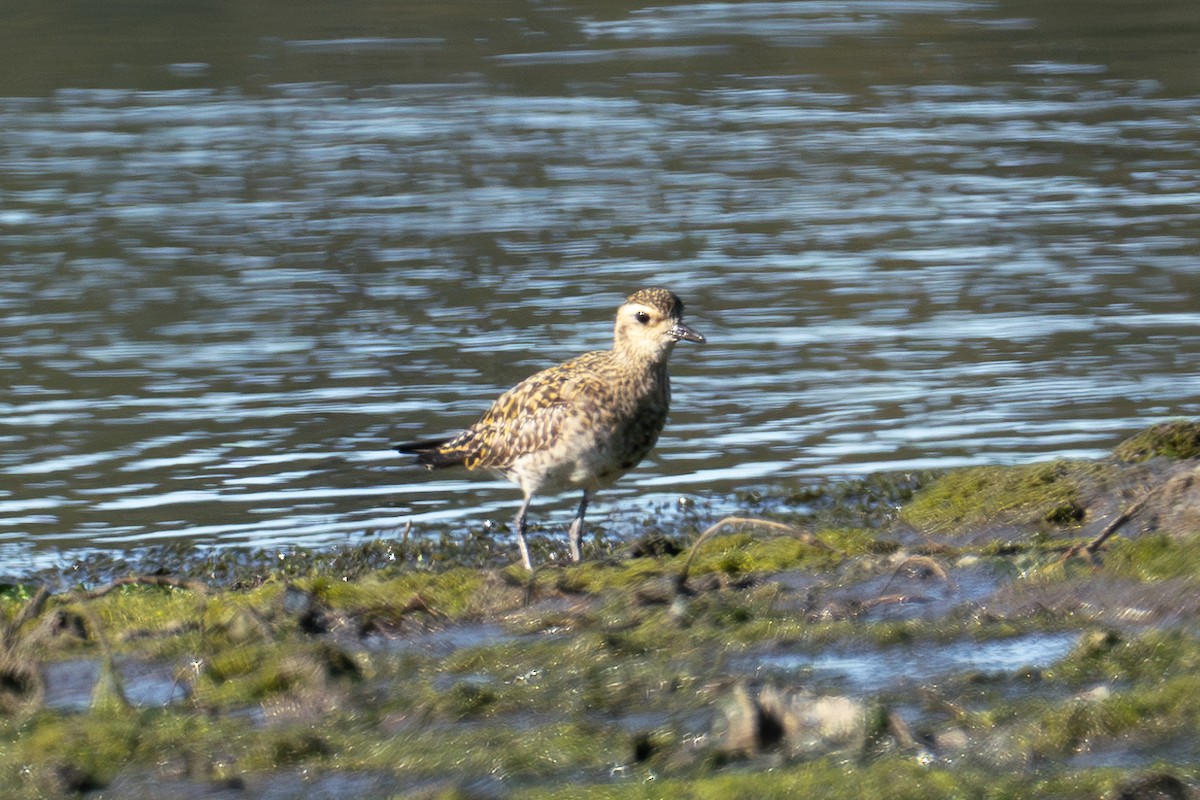 Black-bellied Plover - ML616424302