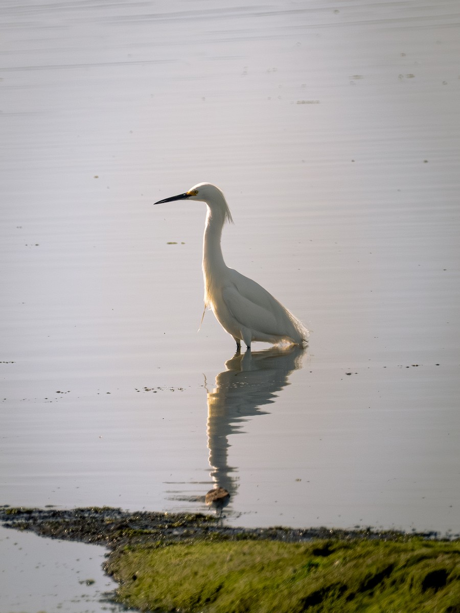 Snowy Egret - ML616424307