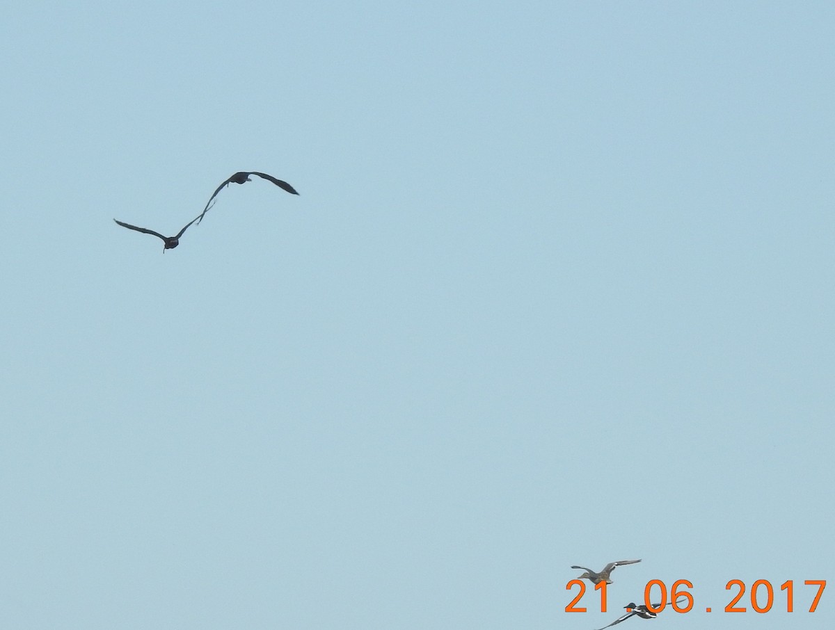 ibis americký - ML61642431