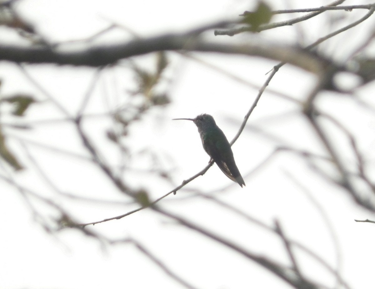 kolibřík honduraský - ML616424362