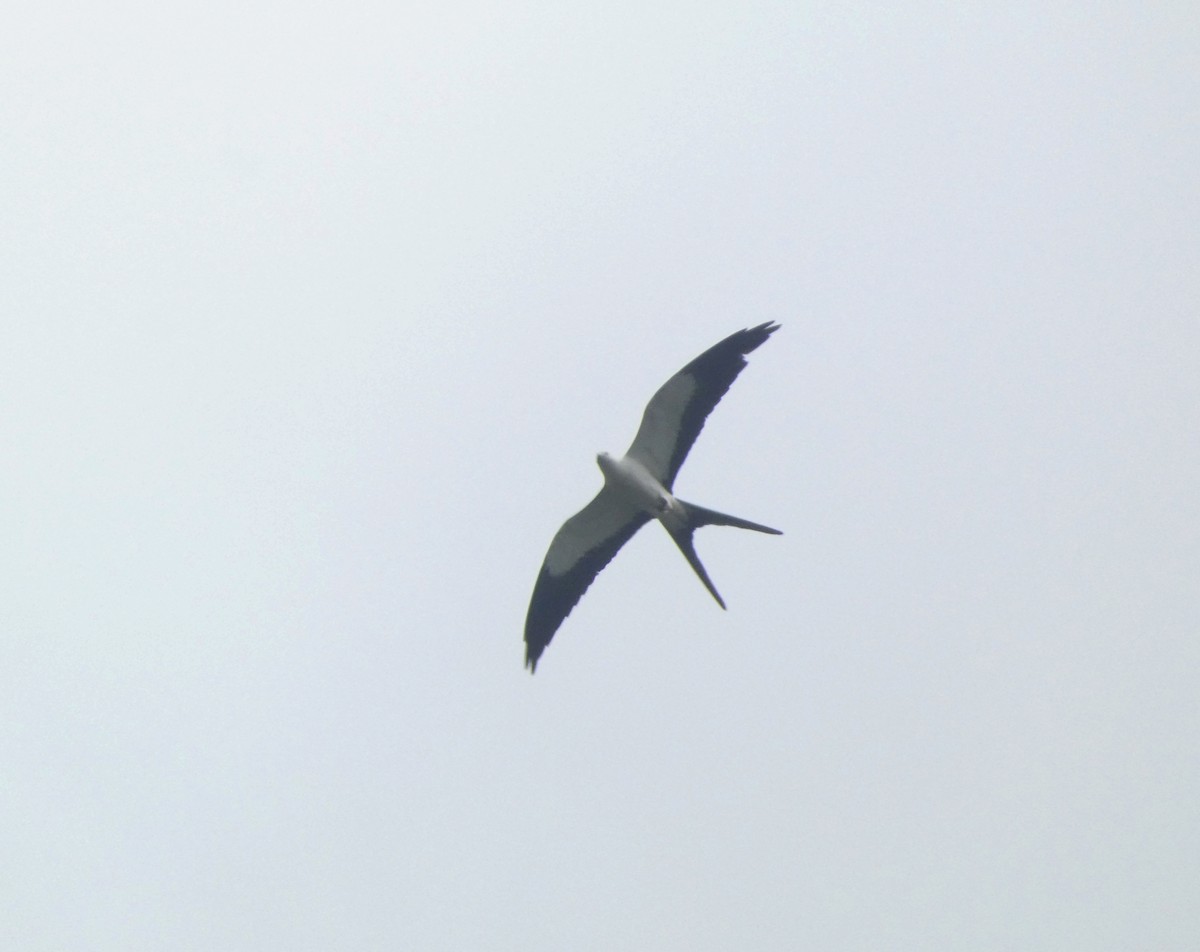 Swallow-tailed Kite - ML616424378