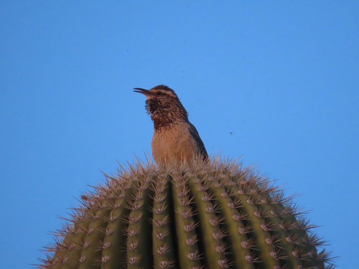 Cactus Wren - Jan Gaffney