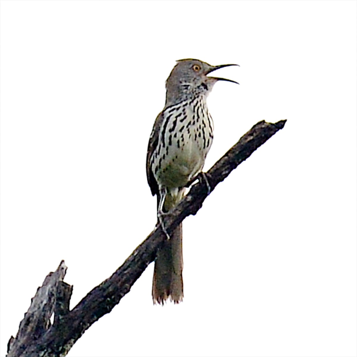 Long-billed Thrasher - ML616424398