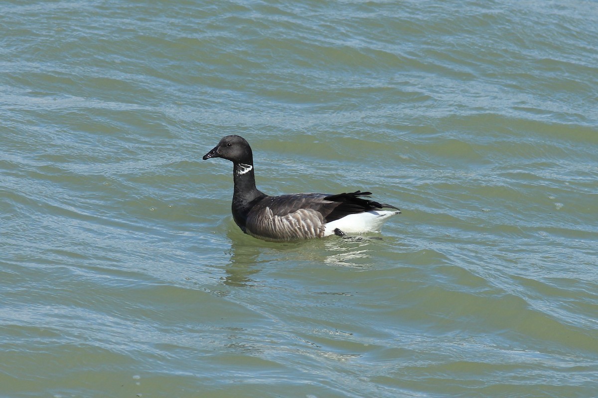 Brant - Thomas Quartier