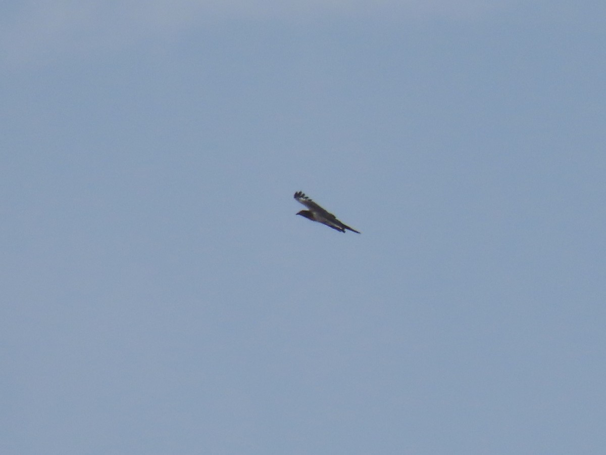 Oriental Honey-buzzard - ML616424422