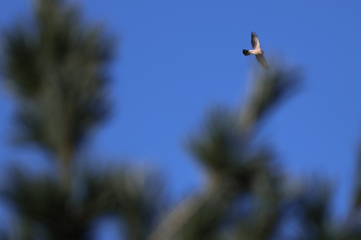 Cooper's Hawk - ML616424433