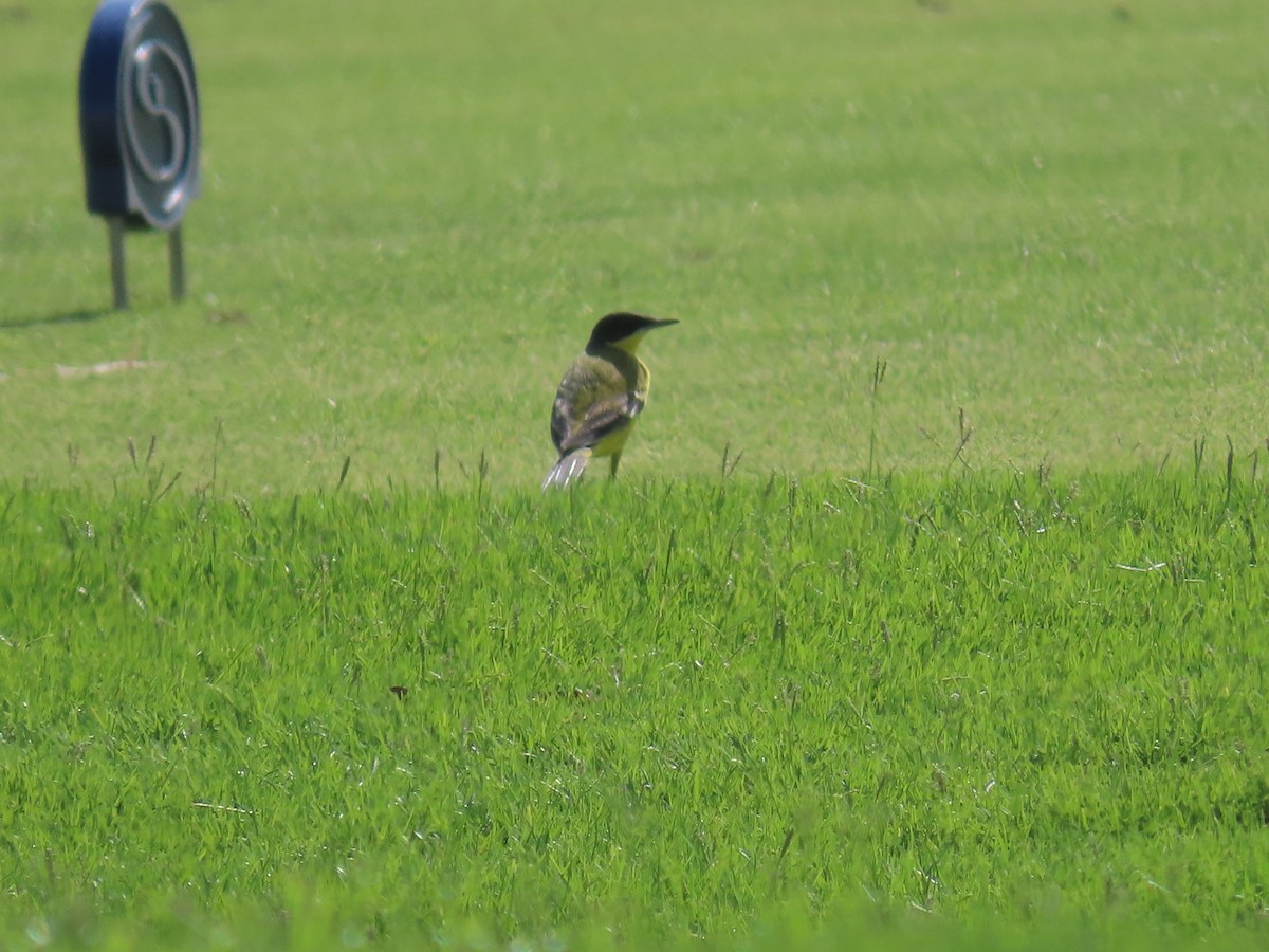 Western Yellow Wagtail - ML616424482