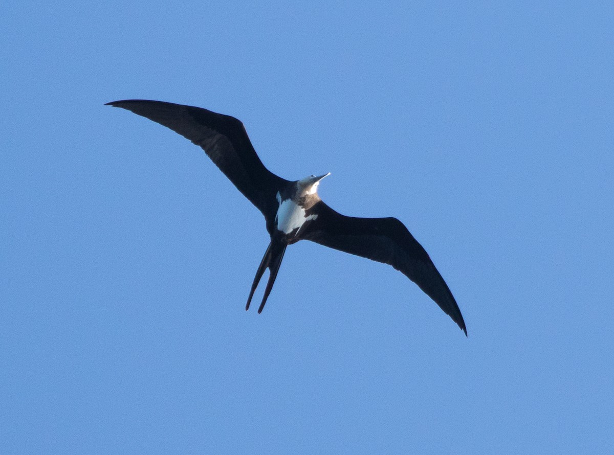 Lesser Frigatebird - ML616424488