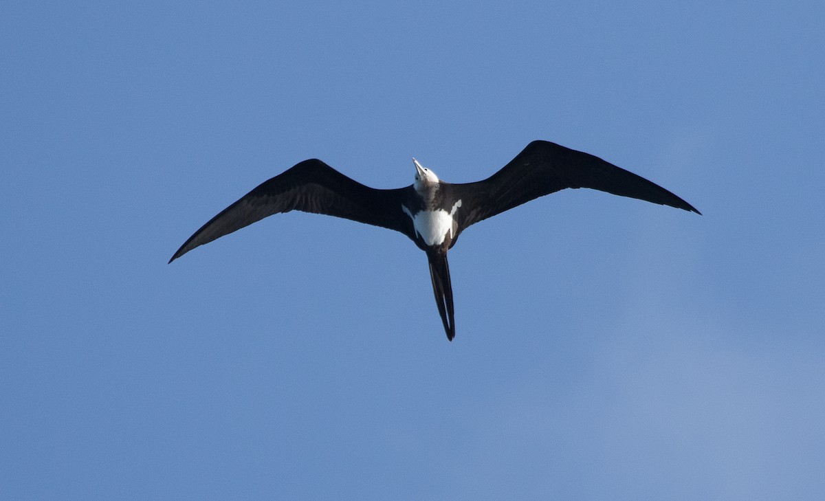 Lesser Frigatebird - ML616424489