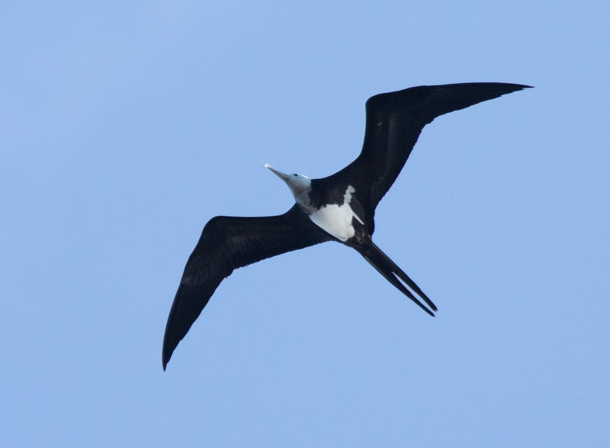 Lesser Frigatebird - ML616424490