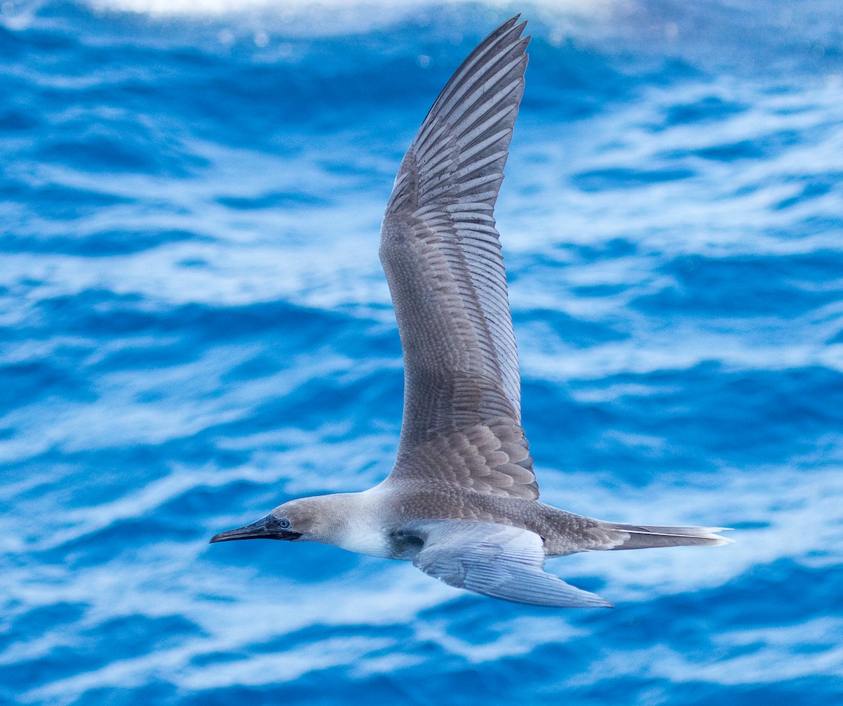 Red-footed Booby - ML616424506