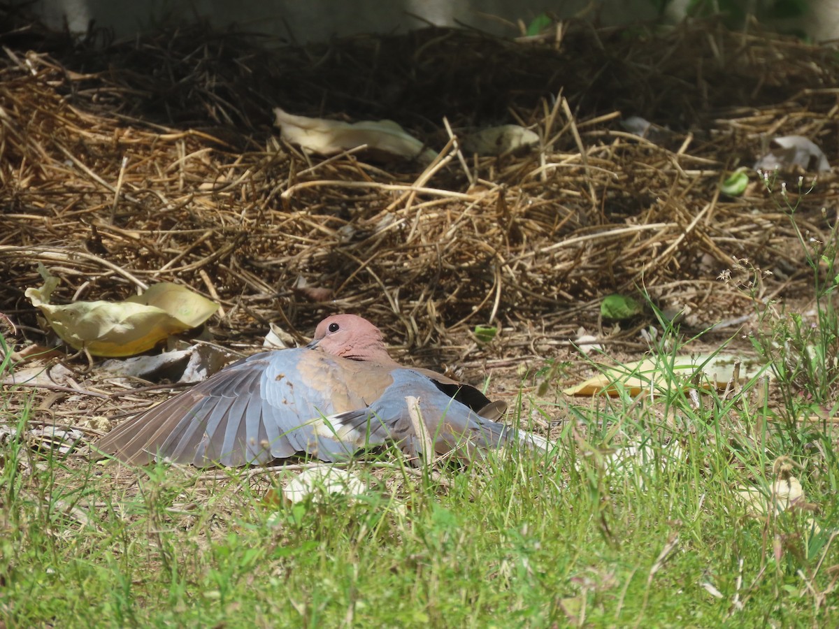 Tórtola Senegalesa - ML616424532