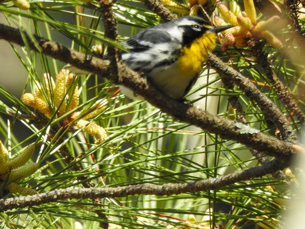 Paruline à gorge jaune - ML616424538