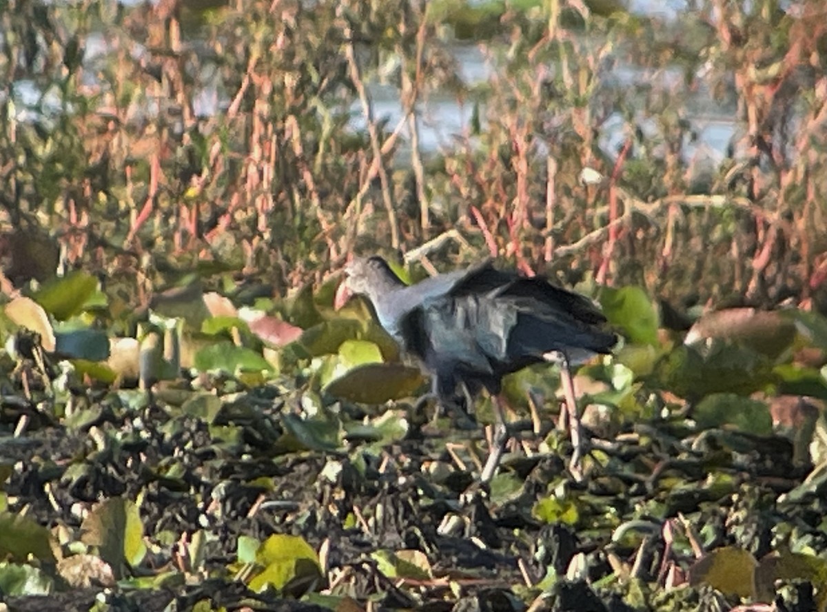 Gray-headed Swamphen - ML616424542