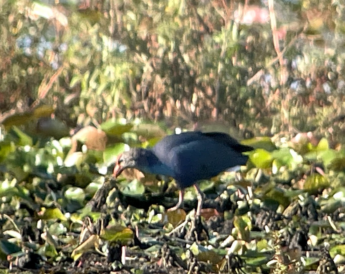 Gray-headed Swamphen - ML616424543