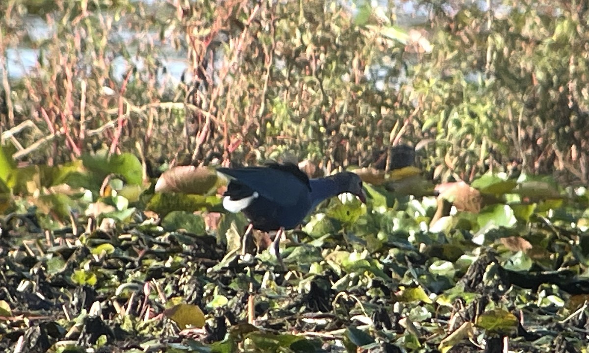 Gray-headed Swamphen - ML616424544