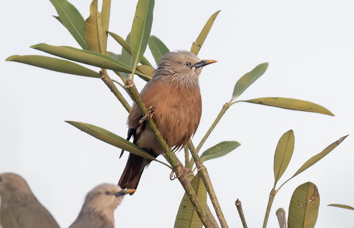 Chestnut-tailed Starling (Eastern) - ML616424560