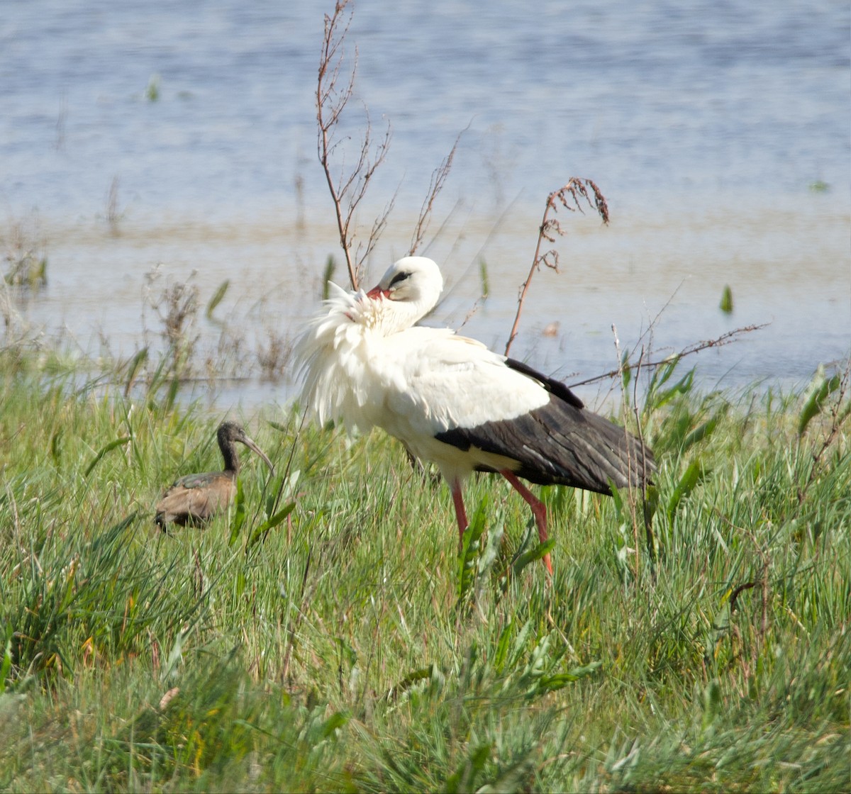 Glossy Ibis - ML616424566