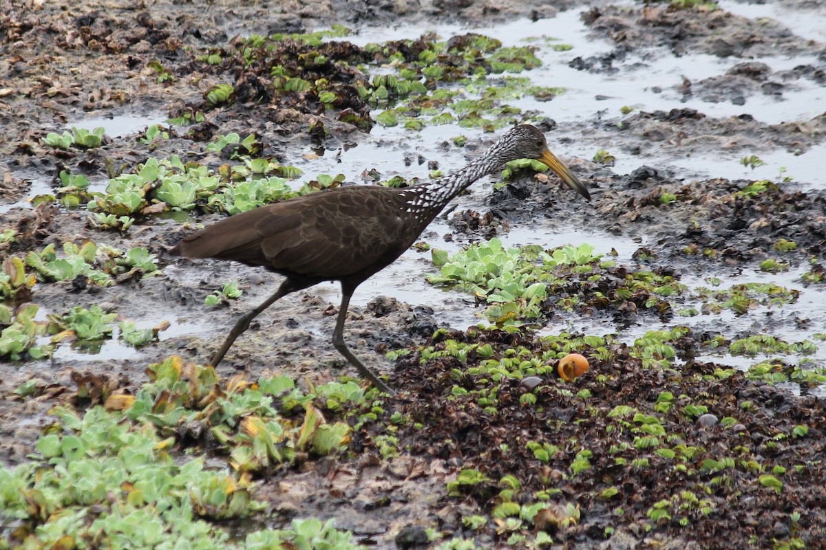 Limpkin - Natalia Allenspach