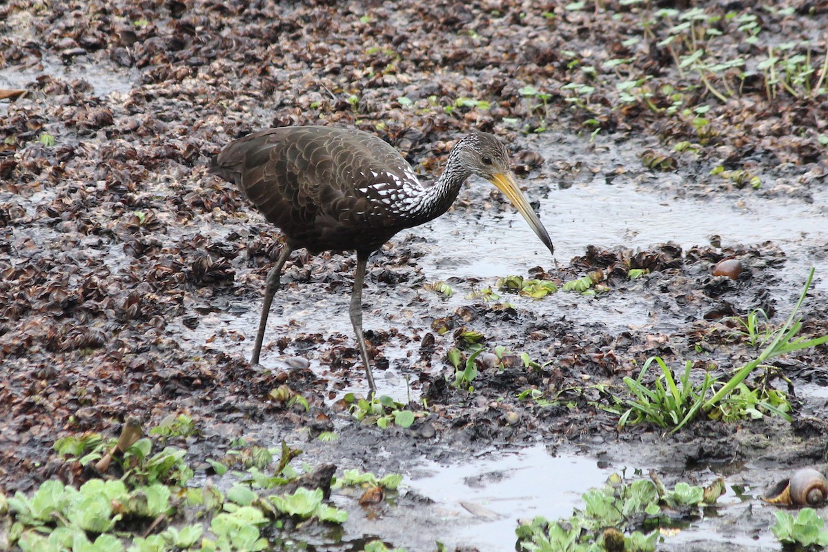 Limpkin - Natalia Allenspach