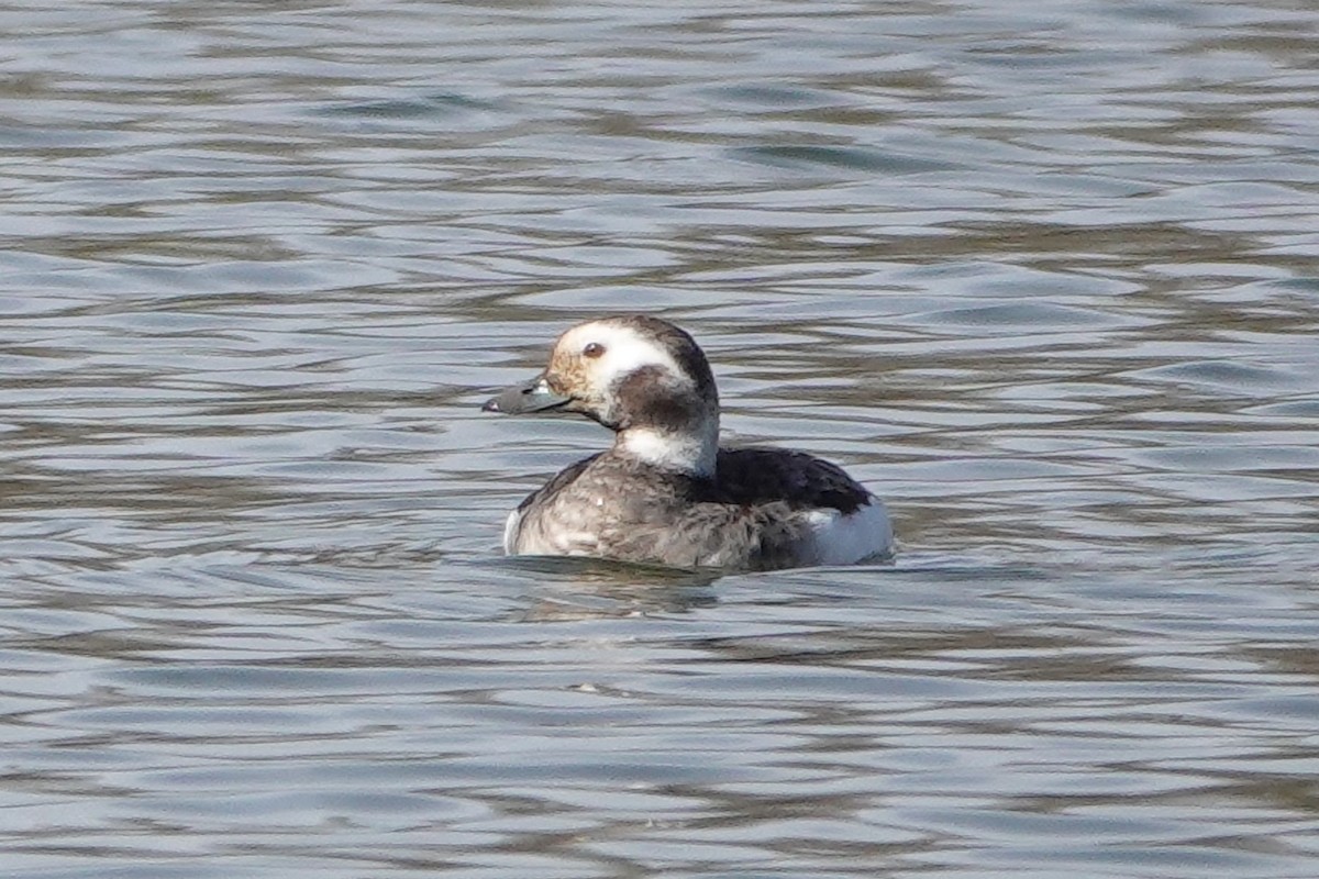 Long-tailed Duck - ML616424622