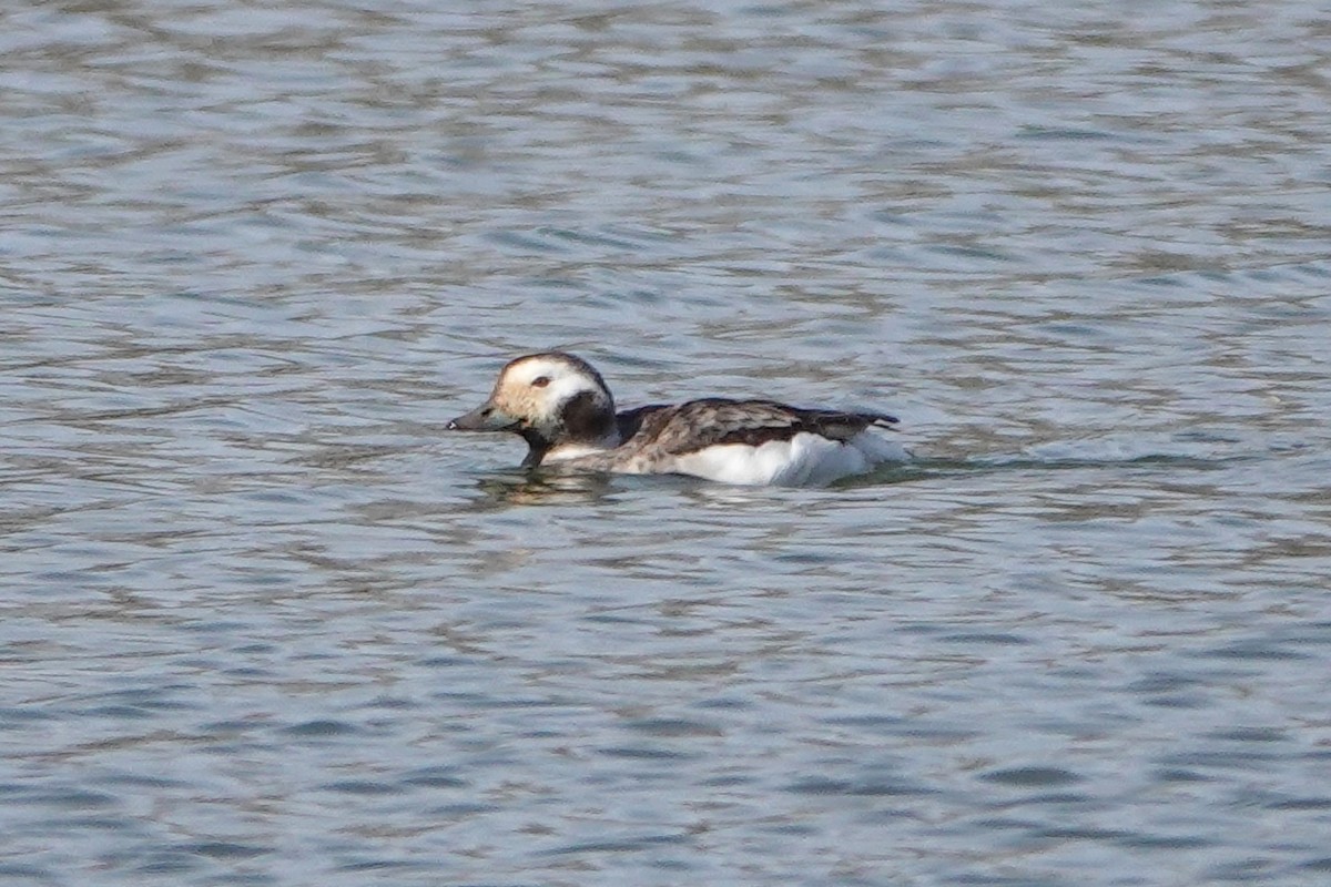 Long-tailed Duck - ML616424623