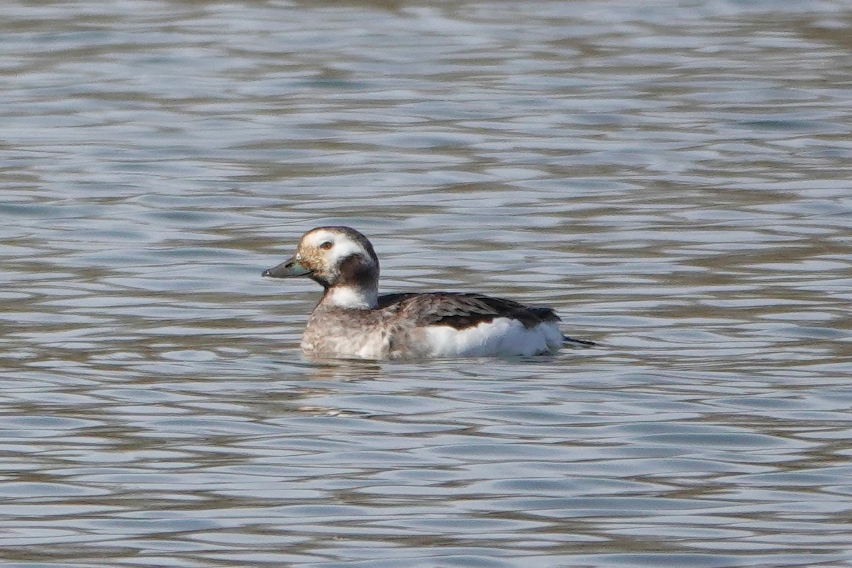 Long-tailed Duck - ML616424624
