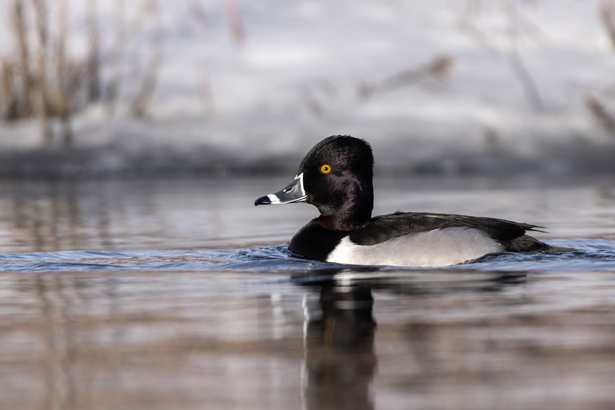 Ring-necked Duck - Rain Saulnier