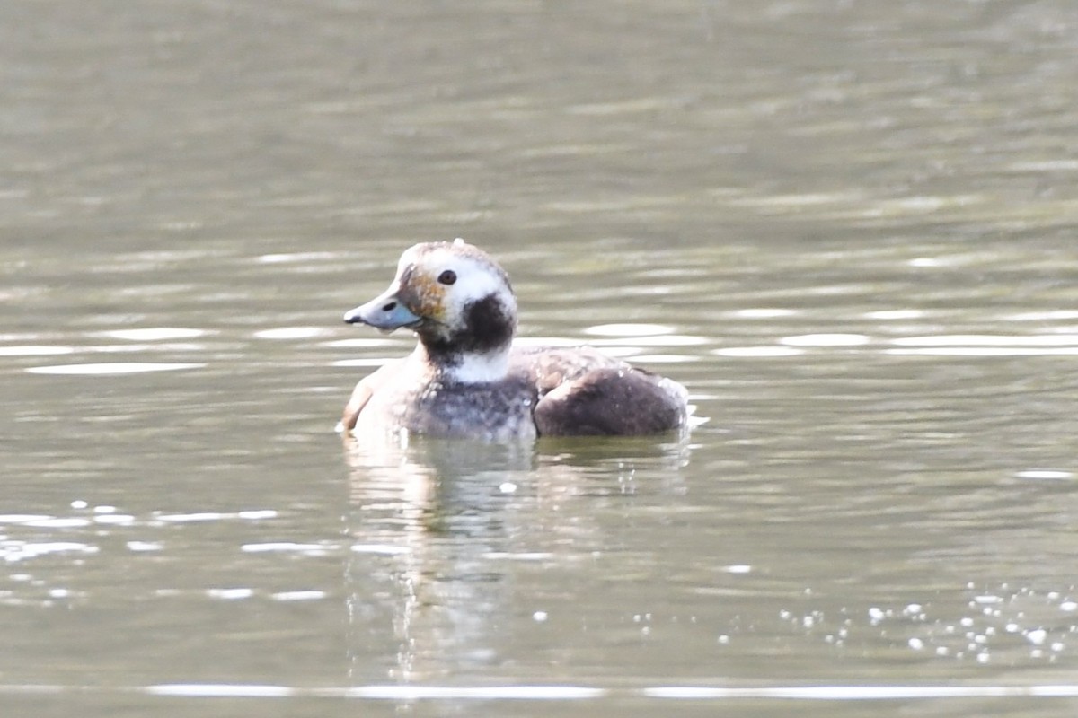 Long-tailed Duck - ML616424632