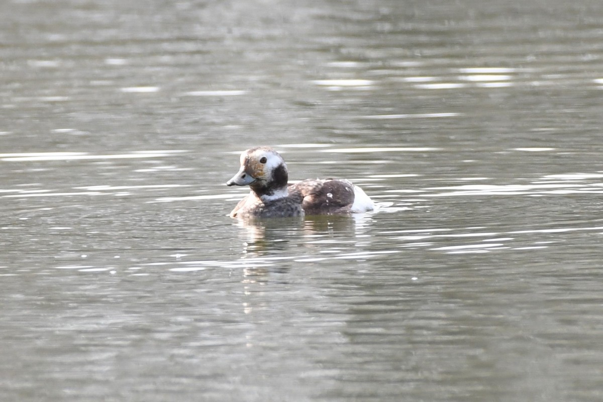 Long-tailed Duck - ML616424633