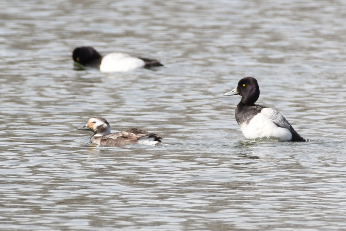 Long-tailed Duck - ML616424635