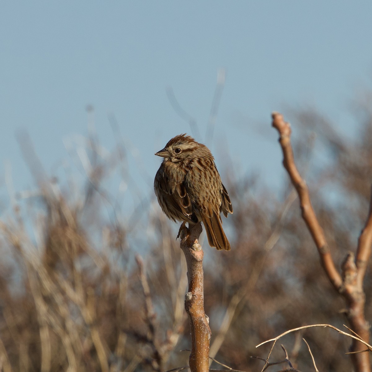 Song Sparrow - ML616424641