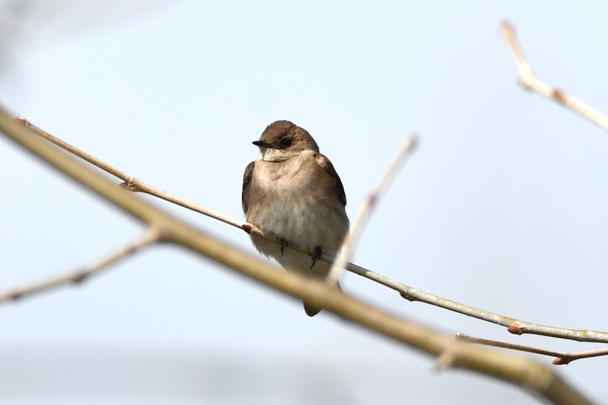 Northern Rough-winged Swallow - ML616424668