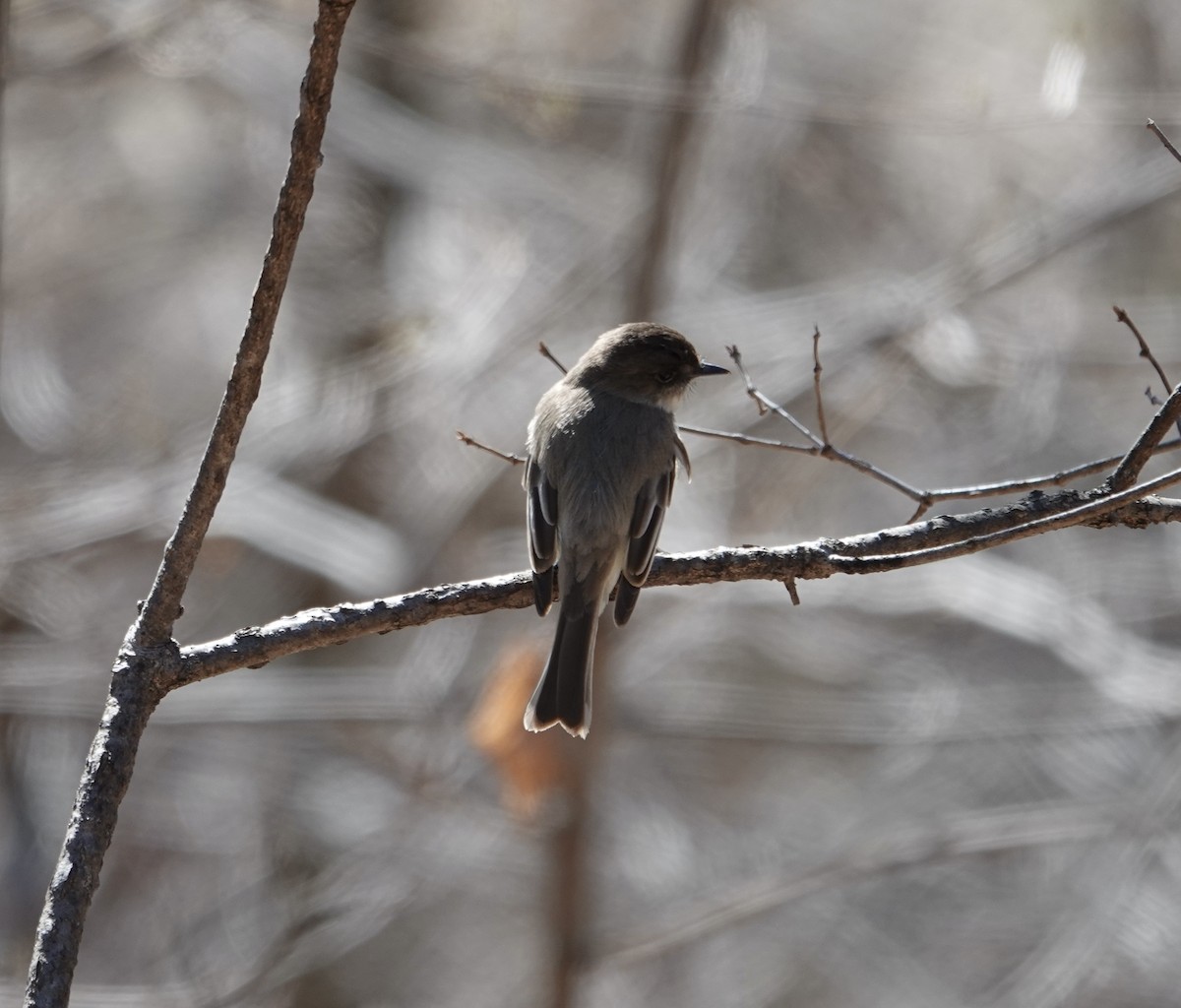 Eastern Phoebe - ML616424828