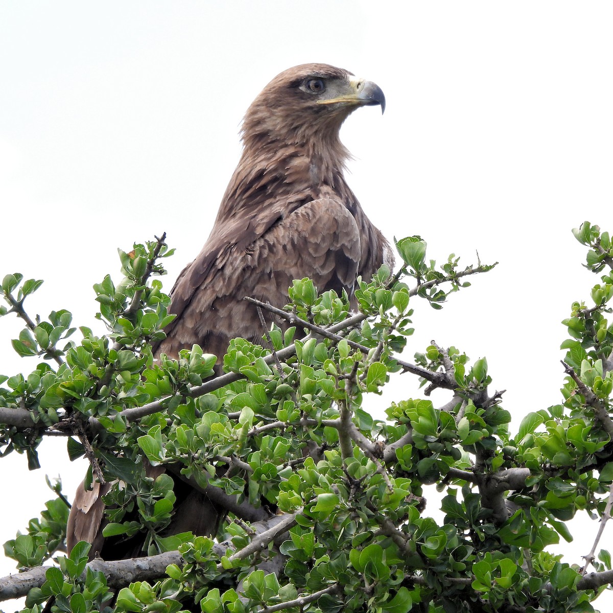 Tawny Eagle - ML616424832