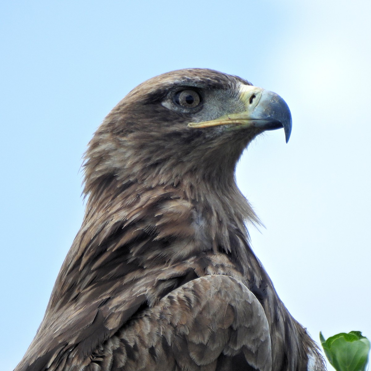 Tawny Eagle - ML616424837