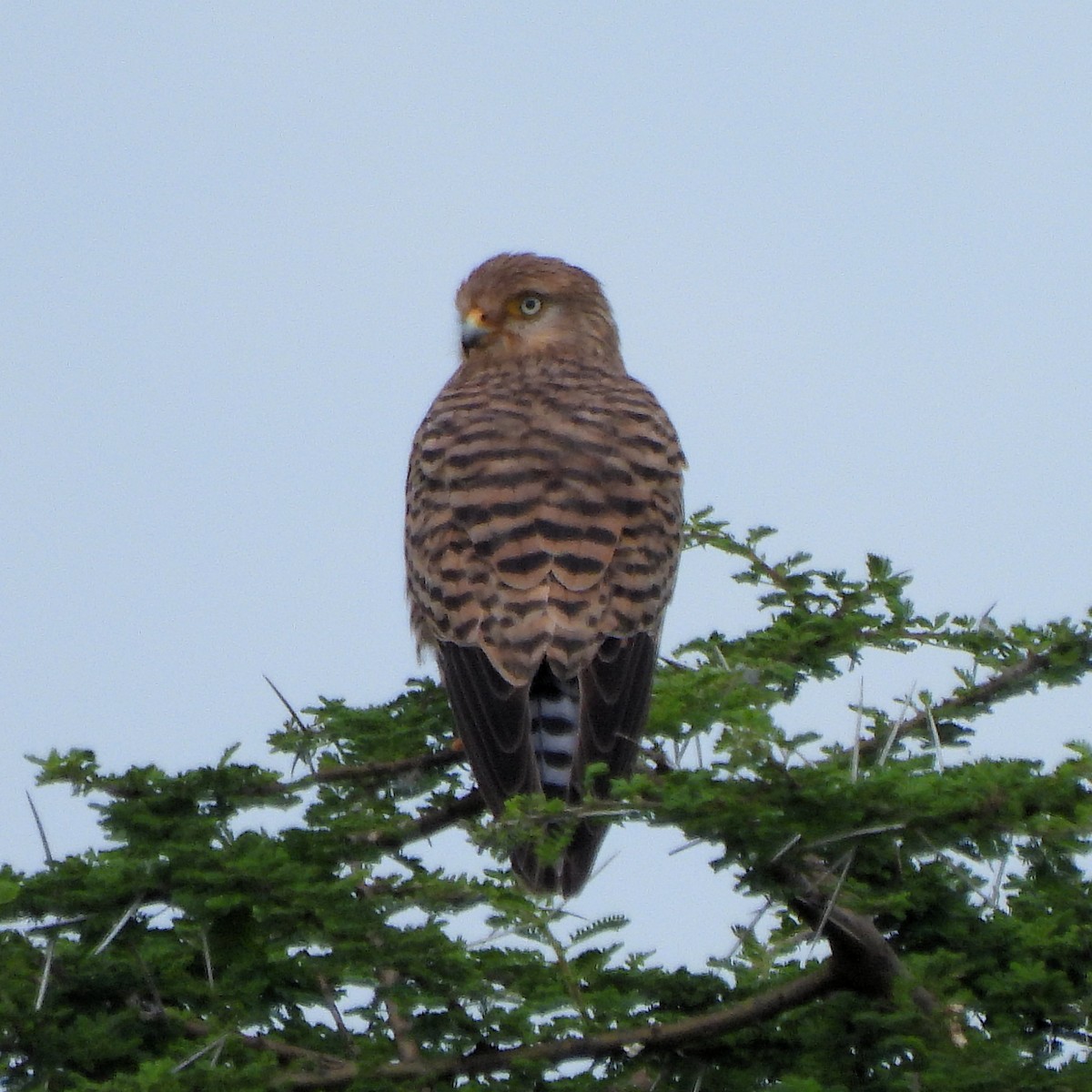 Greater Kestrel - Teresa Cohen