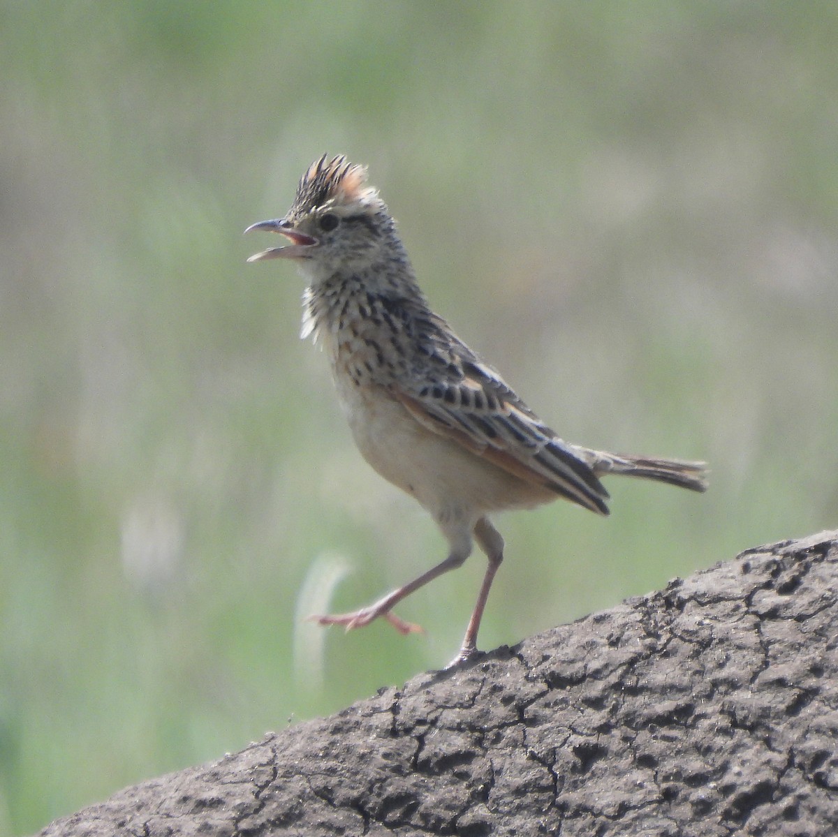 tanımsız Alaudidae sp. - ML616424865