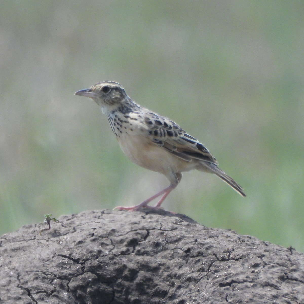 tanımsız Alaudidae sp. - ML616424867